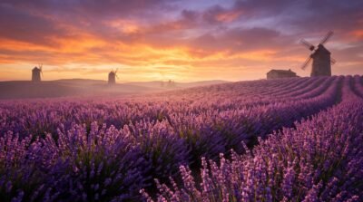 Lavender Sunset Valley Wallpaper